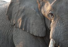 Close up view of partial face, African elephant (Loxodonta africana), world's largest land animal, Etosha National Park, Namibia, Africa