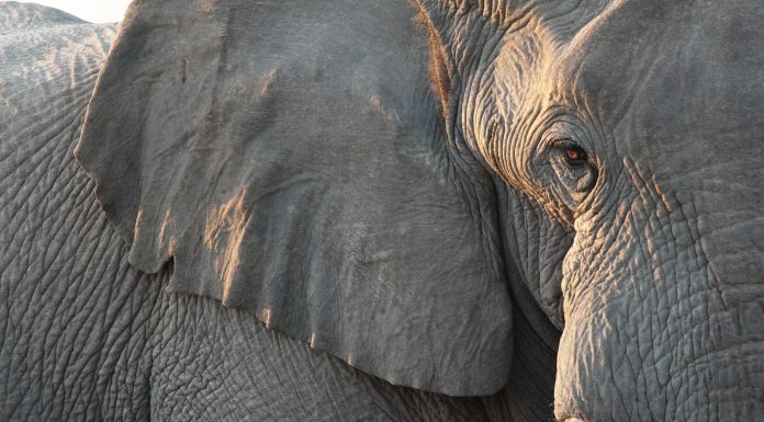 Close up view of partial face, African elephant (Loxodonta africana), world's largest land animal, Etosha National Park, Namibia, Africa