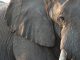 Close up view of partial face, African elephant (Loxodonta africana), world's largest land animal, Etosha National Park, Namibia, Africa