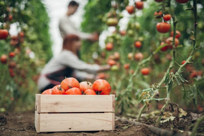 Group of young gardeners picking tomatoes in greenhouse. Crate full of juicy tomatoes in focus