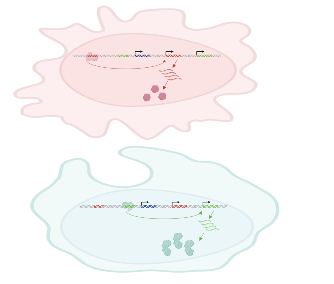 Figure 1. Gene expression regulated by tissue-specific regulatory elements/enhancers