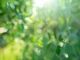 Green blurred nature background with light reflections.