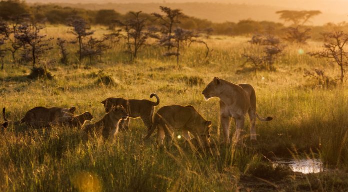 A pride of lions at sunrise.