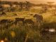 A pride of lions at sunrise.