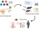 Novel conjugate vaccines are generated by attaching various immune agonists to Chlamydia antigens using cell-free protein synthesis and click-chemistry. These vaccines are then tested in pre- clinical animal models for immunogenicity and efficacy. The top candidate(s) will progress to phase 1 clinical trials to determine safety and effectiveness against genital and ocular Chlamydia infections.