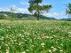 Vibrant field of flowers with lush mountains and trees in the background, depicting nature’s harmony.