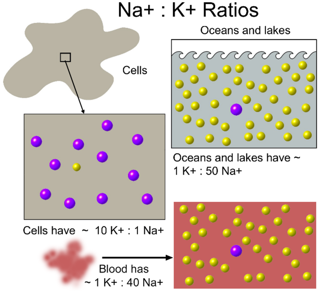 Figure 1: Ratios of the concentrations of Sodium ions [Na+] and Potassium ions [K+] in water on land and in the sea vs in living cells and in blood.