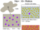 Figure 1: Ratios of the concentrations of Sodium ions [Na+] and Potassium ions [K+] in water on land and in the sea vs in living cells and in blood.