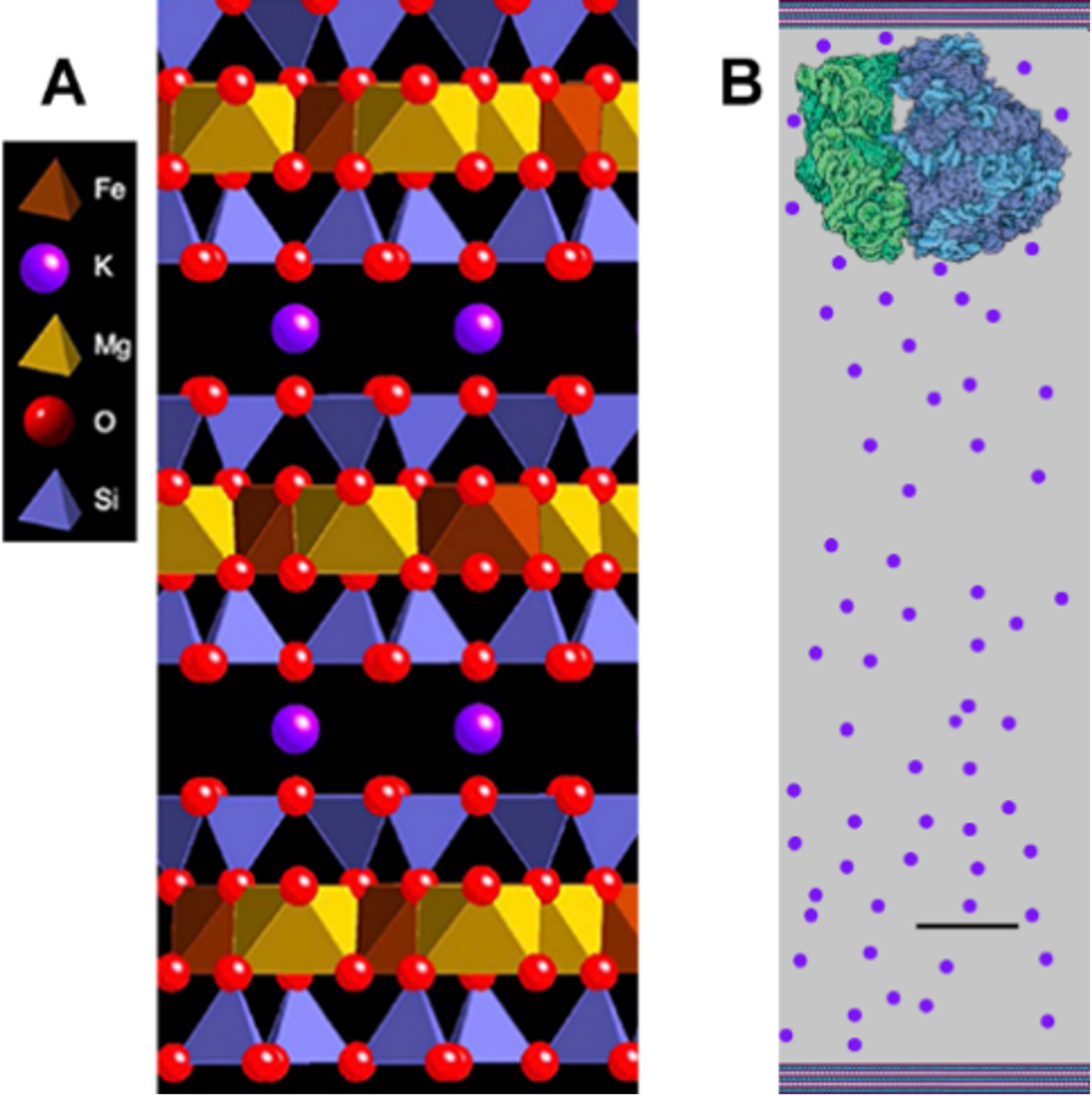 Figure 3: Biotite mica crystal structure. A, three negatively charged biotite mineral sheets with 1-nm (nanometer) spacing and potassium ions (K+) holding them together. B, Biotite mica sheets separated 100 nm, with a bacterial ribosome between them. When mica sheets are separated by 100 nm, the concentration of K is ~100 mM (millimolar), comparable to the concentration in living cells, and there is enough space between the sheets for the origins of life. Scale bar = 10 nm.