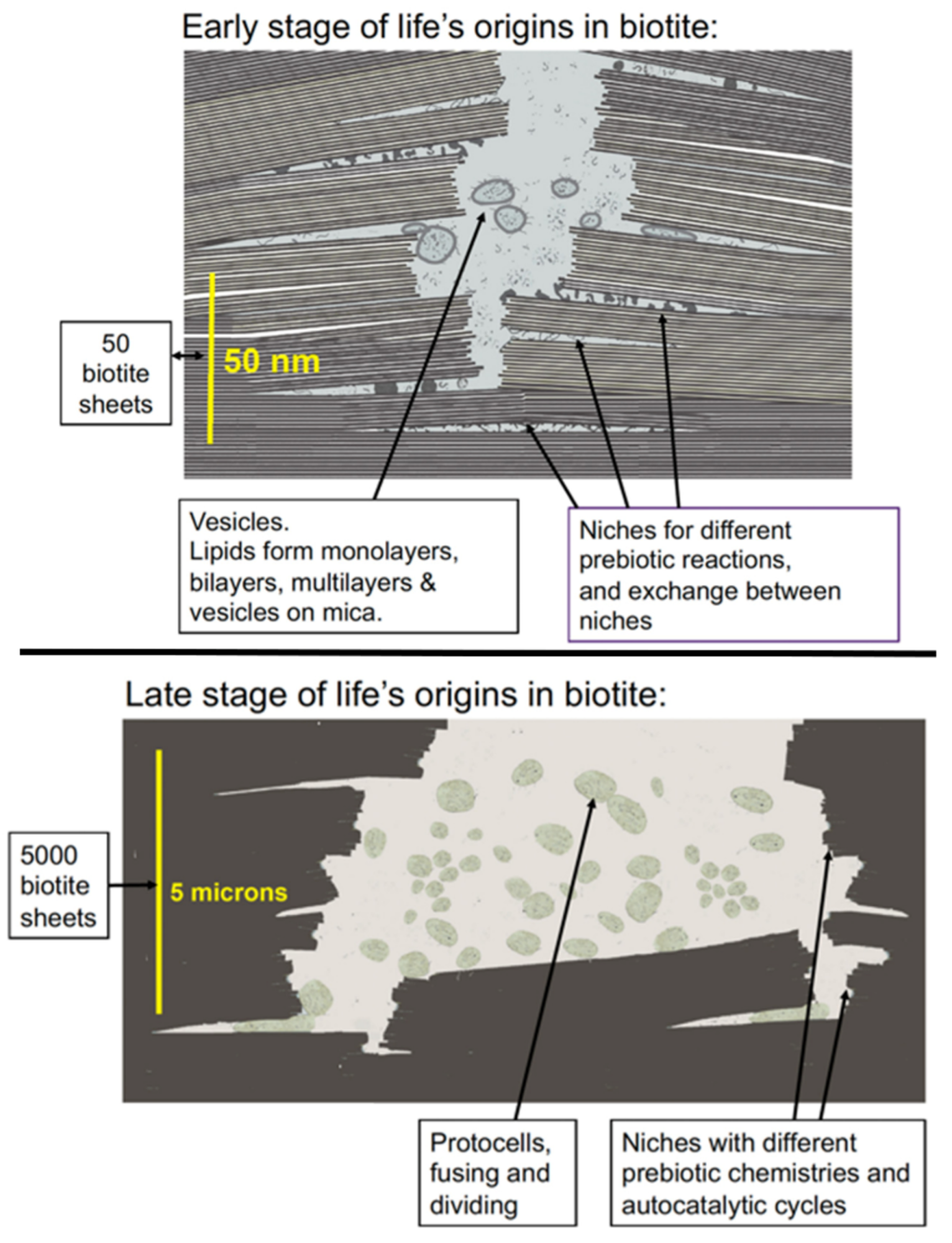 Figure 5: Diagrams of the proposed early and late stages of the origins of life in the black mica, biotite.