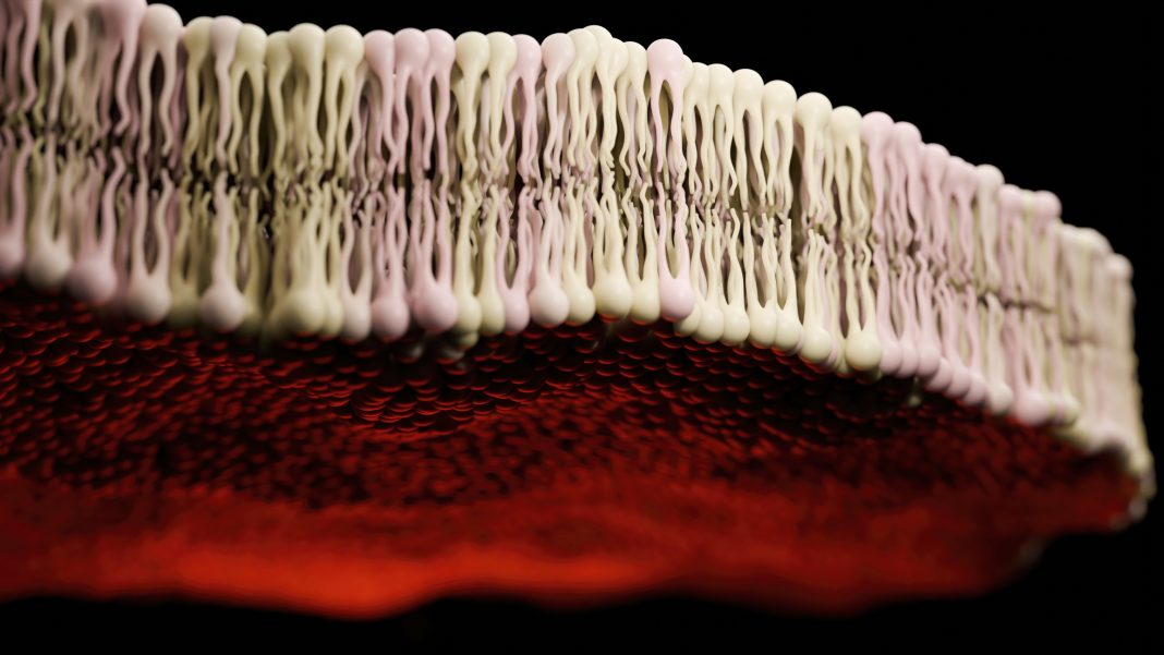 Bilayer Lipid Membrane - 3d rendered image of Cell Membrane Phospholipid Structure, Phospholipid bilayer of the cell membrane. Abstract medical illustration. Microscopic view. Microbiologic research concept.
