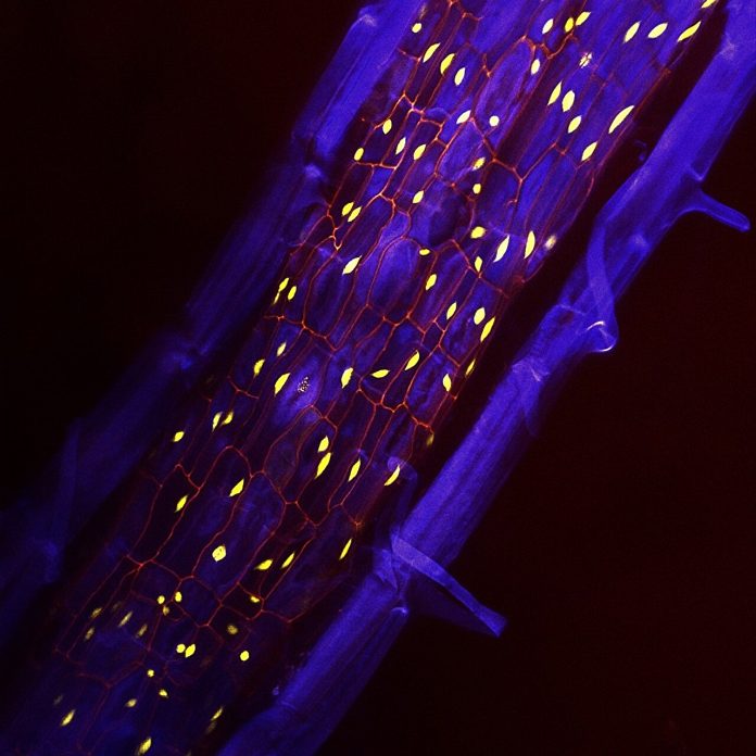two-in-one-root-armor Section of a plant root showcasing the periderm and its carbon-capturing phellem cells. Credit: Salk Institute