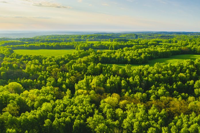 Sustainable resources background. Forest aerial view. Drone photography. Spring. Sustainability.