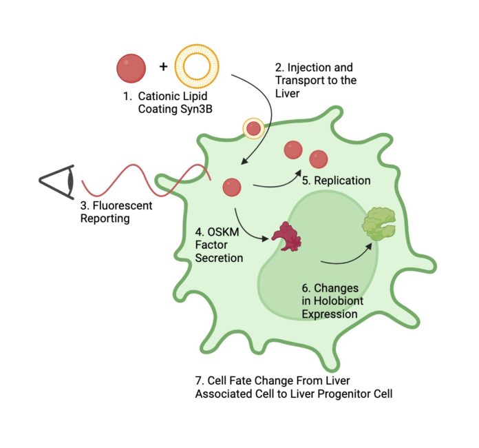 Figure 1. Proposed method for creating a holobiont from engineered minimal genome endosymbionts (derived from JCVI-Syn3B) that regenerate progenitor cells in liver tissue. Fluorescently labeled endosymbiont chassis bacteria with a cationic lipid coating (1) pick up protein coronas comprised of blood peptides as they traffic to the liver (2). The labeled bacteria can be visualized in the tissue (3). Once inside the host cells, the engineered endosymbionts secrete transcription factors that affect the genetic circuits of the cell (4), with limited replication with the host cytoplasm (5). After sustained reprogramming by the secreted transcription factors, the function of the holobiont is redirected (6) toward progenitor cells that can regenerate damaged liver tissue (7). Figure created using Biorender.