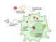 Figure 1. Proposed method for creating a holobiont from engineered minimal genome endosymbionts (derived from JCVI-Syn3B) that regenerate progenitor cells in liver tissue. Fluorescently labeled endosymbiont chassis bacteria with a cationic lipid coating (1) pick up protein coronas comprised of blood peptides as they traffic to the liver (2). The labeled bacteria can be visualized in the tissue (3). Once inside the host cells, the engineered endosymbionts secrete transcription factors that affect the genetic circuits of the cell (4), with limited replication with the host cytoplasm (5). After sustained reprogramming by the secreted transcription factors, the function of the holobiont is redirected (6) toward progenitor cells that can regenerate damaged liver tissue (7). Figure created using Biorender.