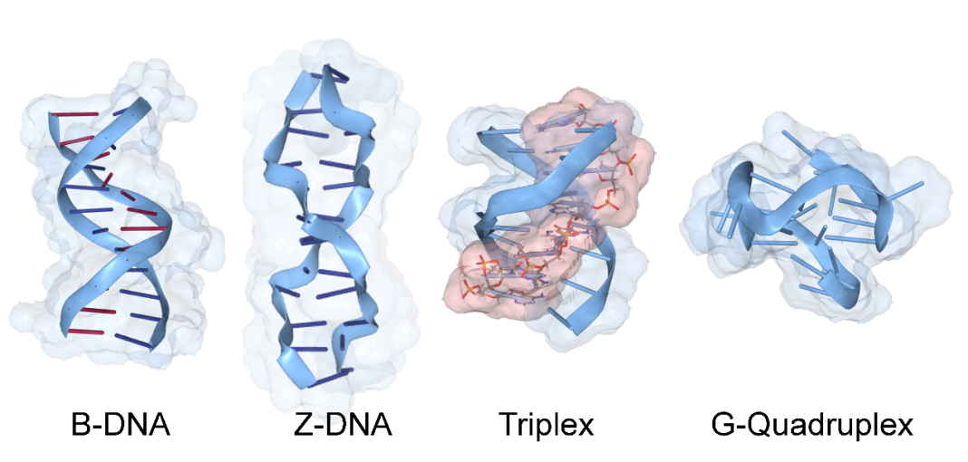 Figure 1: Flipons to Learn By: Each Shape Encodes Information Differently and has a different probability of flipping from one conformation to another.