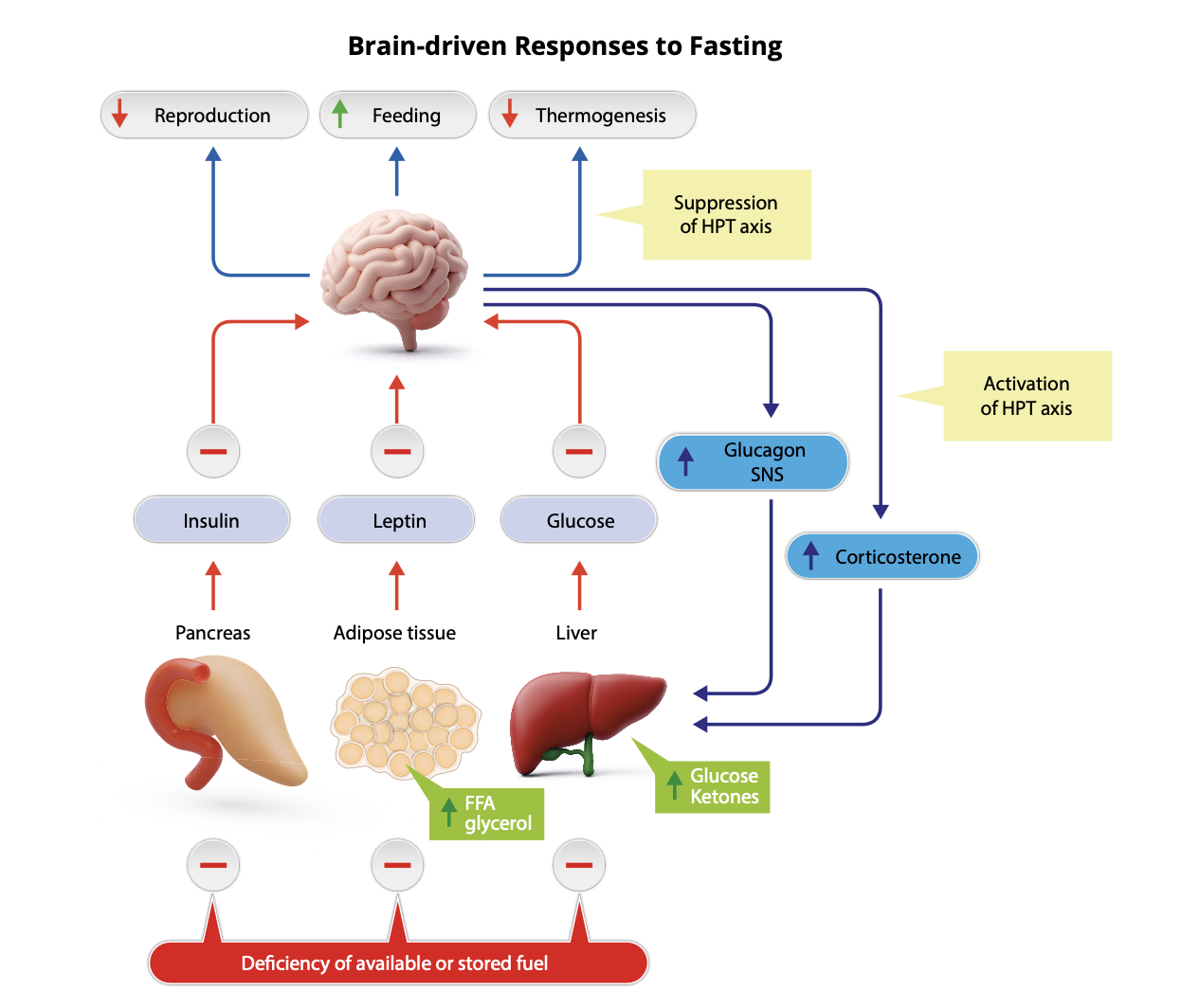 During fasting, the brain perceives threatened fuel stores through reduced input from the hormones, insulin and leptin, as well as from reduced blood glucose levels. In response, The brain engages responses to 1) seek out and consume food, 2) reduce energy expenditure (by reducing heat production, mediated in part by inhibition of the hypothalamic-pituitary-thyroid (HPT) axis, and suppressing energy-requiring behaviours such as reproduction), and 3) mobilize stored fuels (glucose and ketones from the liver and free fatty acids (FFAs) and glycerol from adipose tissue). The latter effect is mediated through a combination of increased sympathetic nervous system (SNS) activity to liver, pancreas and adipose tissue, increased secretion of the hormones glucagon and corticosterone, and reduced secretion of insulin. A key point is that reduced leptin signaling in the brain is sufficient on its own to drive this brain response.