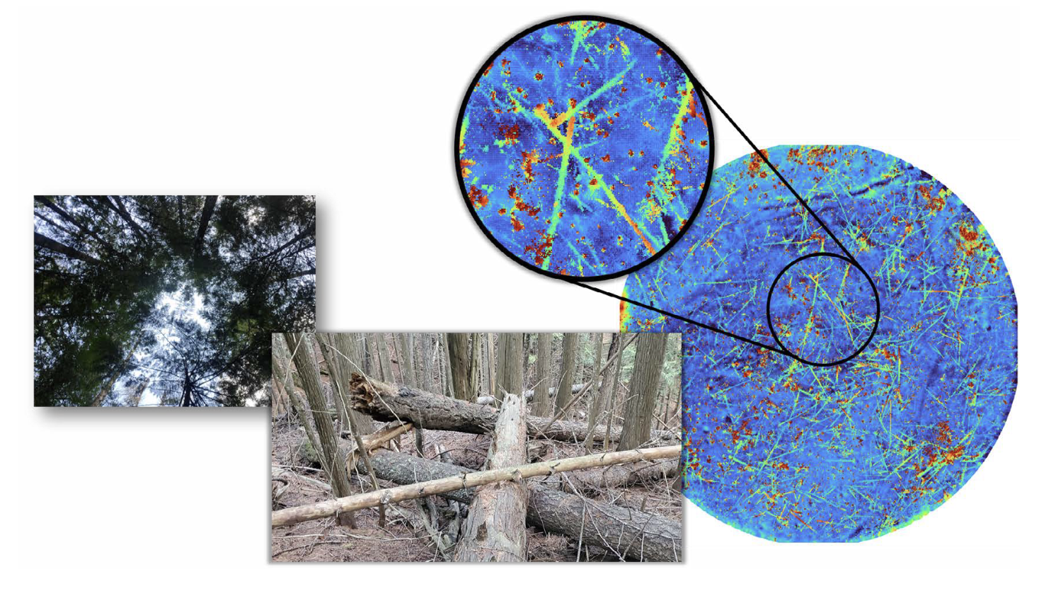 Figure 8. Illustration of 3DEO Zion-A Geiger-mode scanning resolution in target mode below a dense forest canopy in a mature Northern Idaho, USA western redcedar ecosystem. Scan cut to 2 m above ground. Tree stems and downed wood material evident.