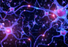 Neurons inside human brain,Neuronal network with electrical activity of neuron cells,3d rendering