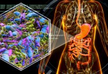 female anatomy with digestive system and bacteria.