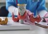 Doctor with human thyroid anatomy model. Thyroid tumor and cancer, postpartum period, papillary carcinoma and health