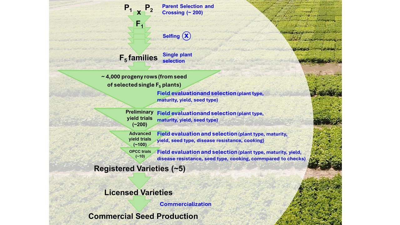 Figure 2. Germplasm movement through the bean breeding program and variety commercialization.