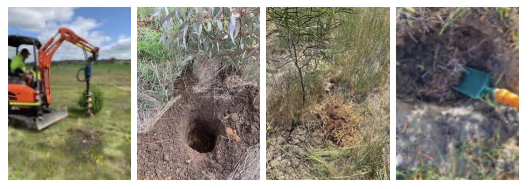 FIGURE 1. a. Drilling of the permeable biomass wells, b. new well before application of organic materials, c. well filled with organic materials adjacent to a tree, and d. The contents of a well after several months show that roots have penetrated the organic materials.