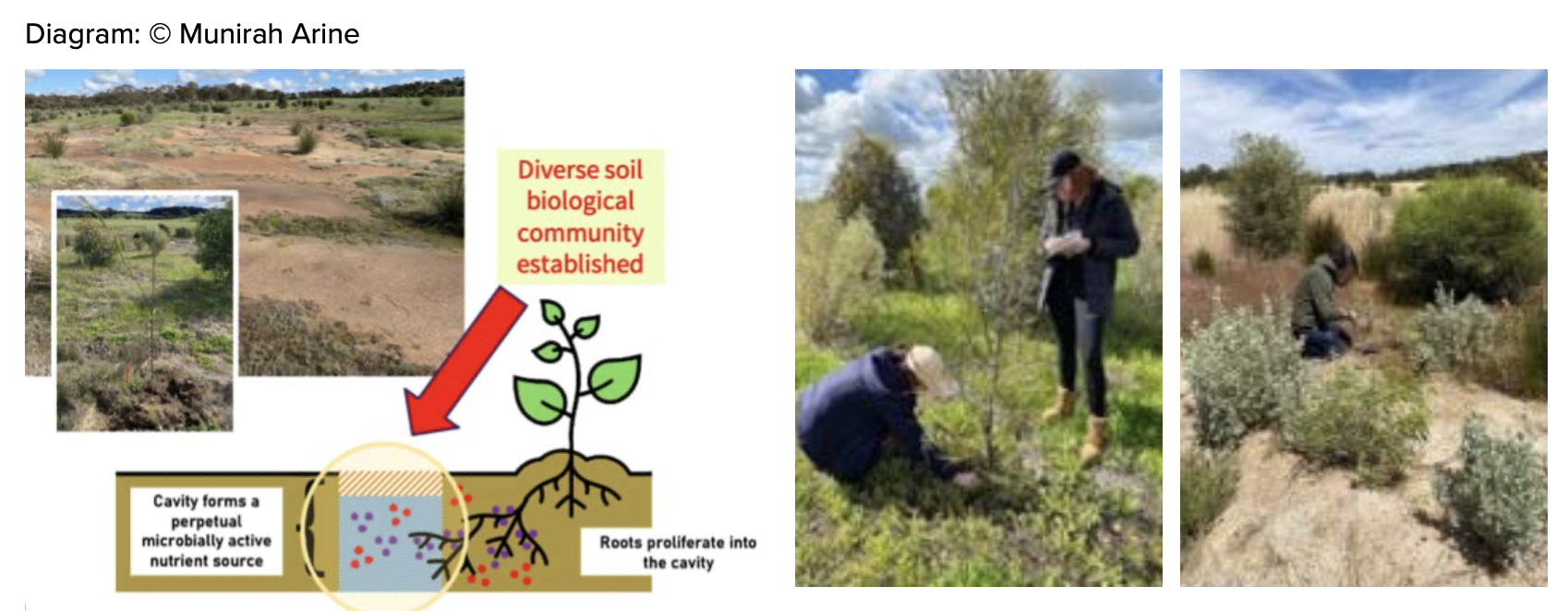 FIGURE 3. Graphic of how roots prolificate in the organic biomass material in the wells in parallel with the establishment of a diverse community of soil organisms involved in the degradationof the organic materials; as a result, nutrients are readily accessible to roots of adjacent plants (Illustration by Munirah Arine), b. students monitoring the wells filled with organic materials, including biochar, and c. saltbush seedlings established on the edge of permeable biomass walls; this soil had previously been highly compacted, saline and alkaline (Howell et al. 2024).