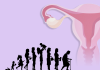 ovaries, human lifespan and fertility infographic
