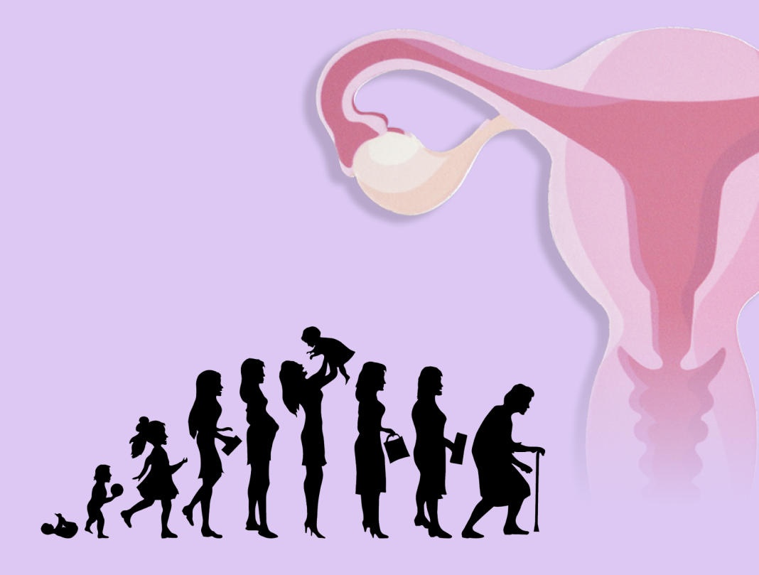 ovaries, human lifespan and fertility infographic