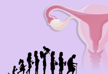 ovaries, human lifespan and fertility infographic