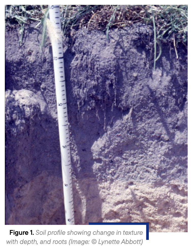 retention. In soils with more clay, good structure enhances drainage and does not have high levels of compaction. Loamy soils typically have a balanced structure but still require careful management to preserve their integrity.