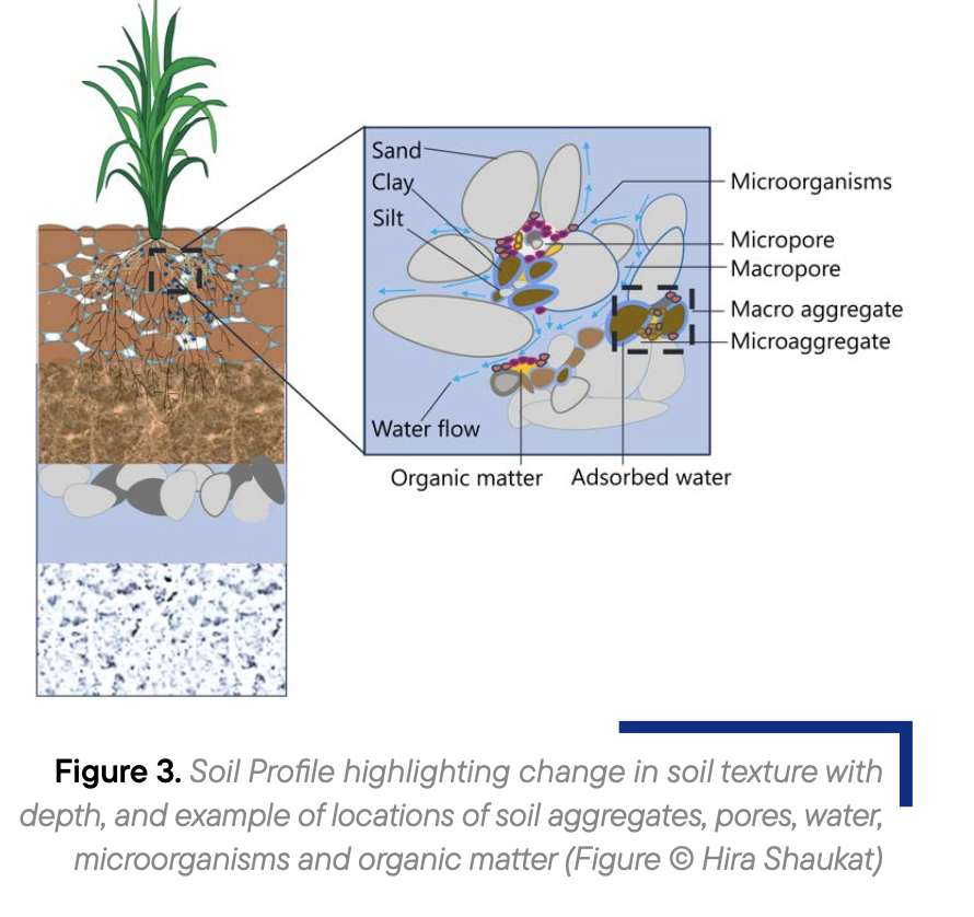 Figure 3. Soil Profile highlighting change in soil texture with depth, and example of locations of soil aggregates, pores, water, microorganisms and organic matter (Figure © Hira Shaukat)