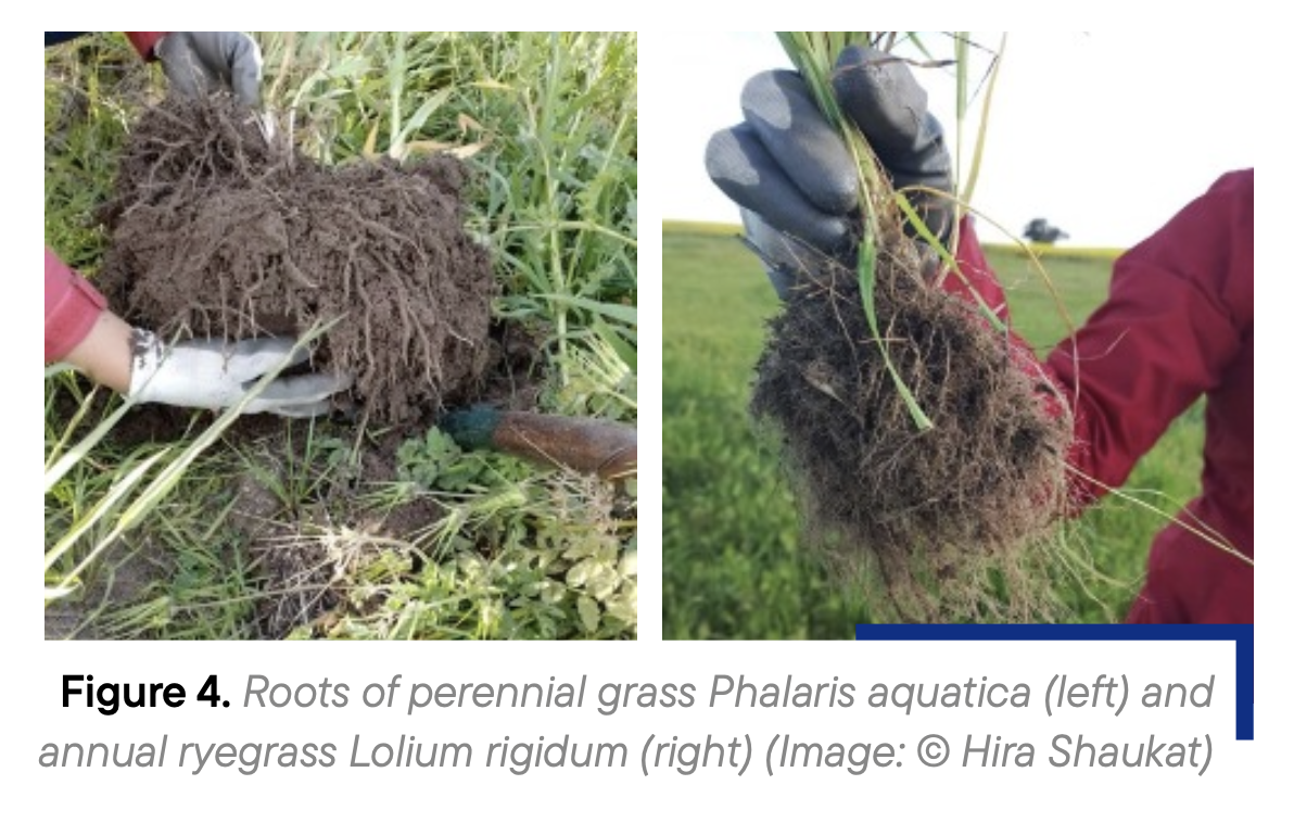 Figure 4. Roots of perennial grass Phalaris aquatica (left) and annual ryegrass Lolium rigidum (right) (Image: © Hira Shaukat)