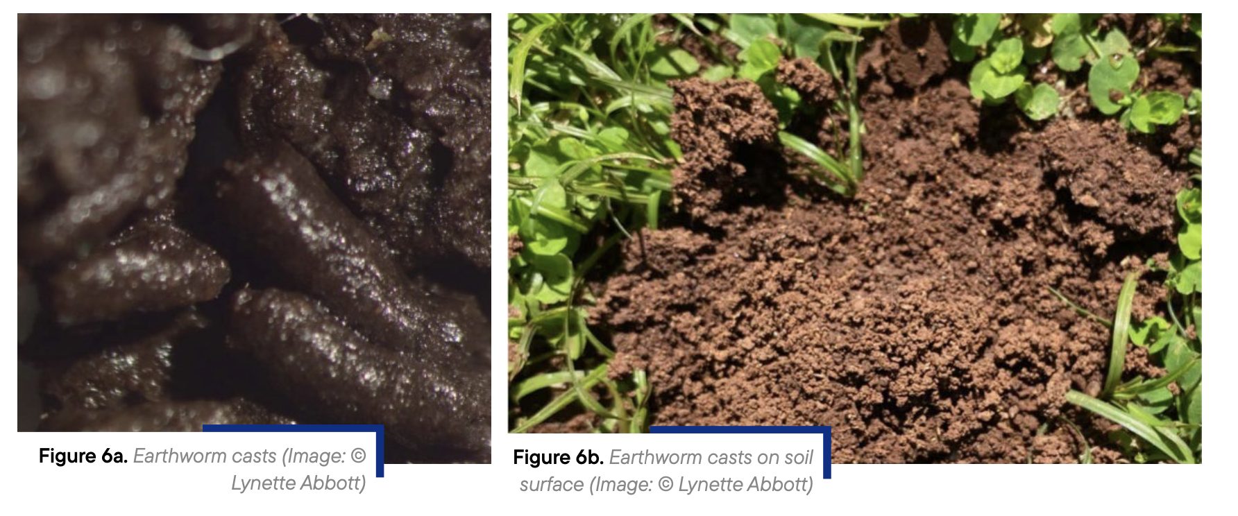 Figure 6a, 6b. (Image: © Lynette Abbott)