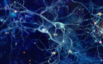 Neurons cells concept