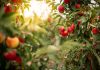 Thuringia, Germany: Ripe apples hanging on a tree in an apple orchard.