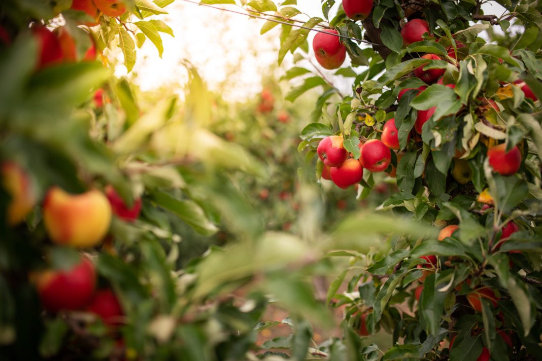 Thuringia, Germany: Ripe apples hanging on a tree in an apple orchard.
