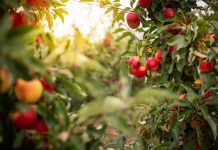 Thuringia, Germany: Ripe apples hanging on a tree in an apple orchard.