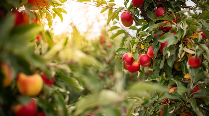 Thuringia, Germany: Ripe apples hanging on a tree in an apple orchard.