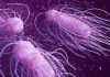 salmonella bacteria 3d illustration