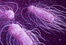 salmonella bacteria 3d illustration
