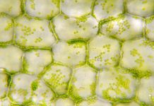 Round, green chloroplasts in plant cells of anacharis or waterweed, Egeria densa. Chloroplasts carry chlorophyll which makes them green. These chlorplasts actually circulate around within each cell. Live specimen. Wet mount, 40X objective, transmitted brightfield illumination. Note - very shallow depth of field, chromatic aberration and uneven focus are inherent in light microscopy.