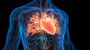Human Circulatory System Heart Anatomy