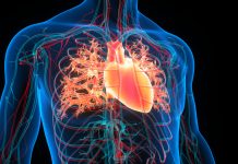 Human Circulatory System Heart Anatomy
