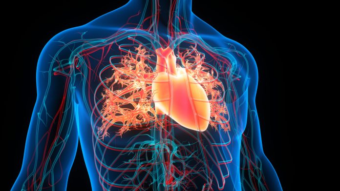 Human Circulatory System Heart Anatomy