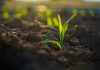 maize corn seedling in the agricultural plantation, Young green cereal plant growing in the cornfield, animal feed agricultural industry