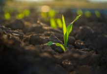 maize corn seedling in the agricultural plantation, Young green cereal plant growing in the cornfield, animal feed agricultural industry