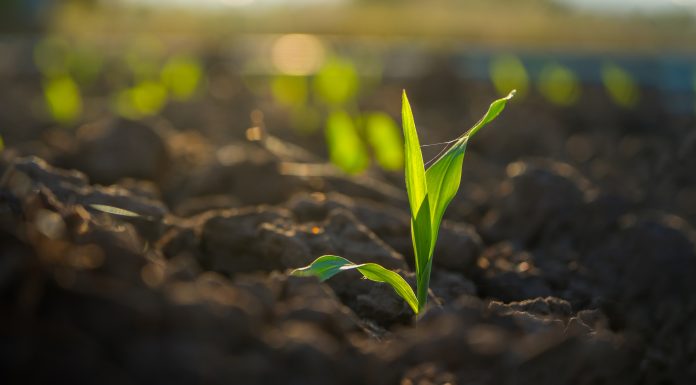 maize corn seedling in the agricultural plantation, Young green cereal plant growing in the cornfield, animal feed agricultural industry