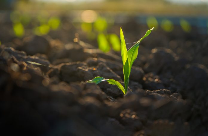 maize corn seedling in the agricultural plantation, Young green cereal plant growing in the cornfield, animal feed agricultural industry